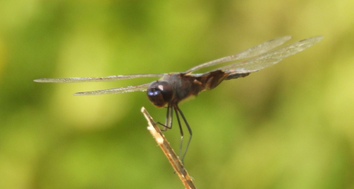 Black Saddlebags