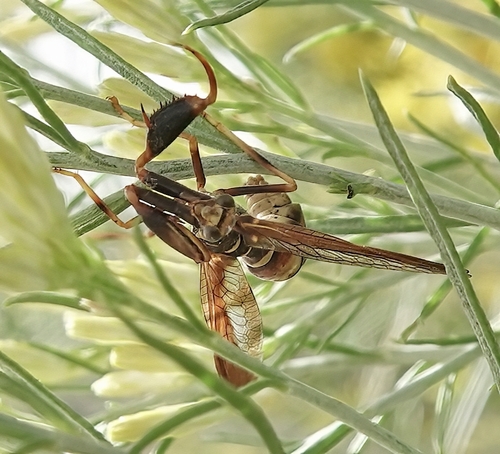 Brown Wasp Mantidfly