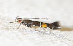 Cosmopterix pulchrimella