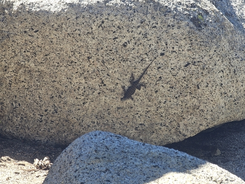 iNaturalist observation photo of Western Fence Lizard