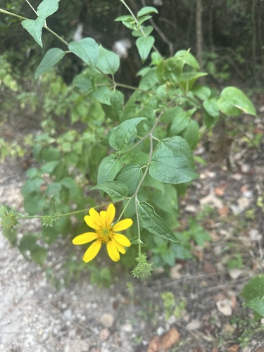 Toothleaf Goldeneye