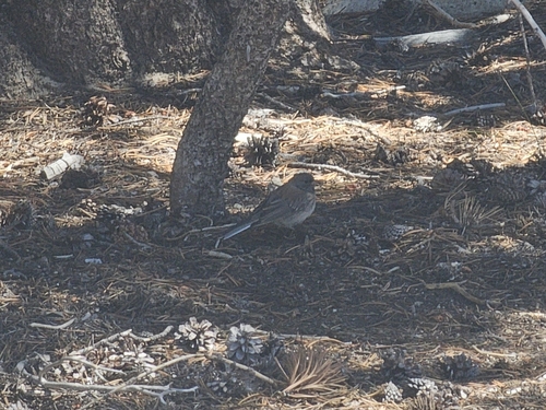 iNaturalist observation photo of Dark-eyed Junco