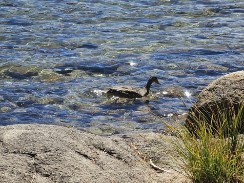 iNaturalist observation photo of Mallard