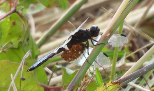 Widow Skimmer