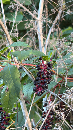 American pokeweed