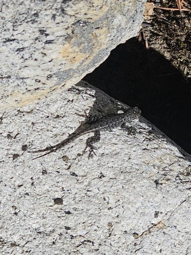 iNaturalist observation photo of Western Fence Lizard