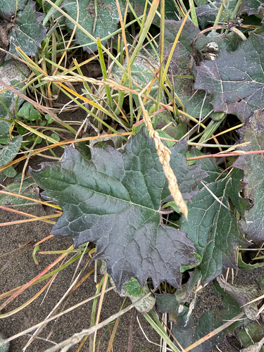 Arctic Butterbur