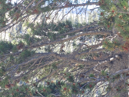 iNaturalist observation photo of Yellow-rumped Warbler