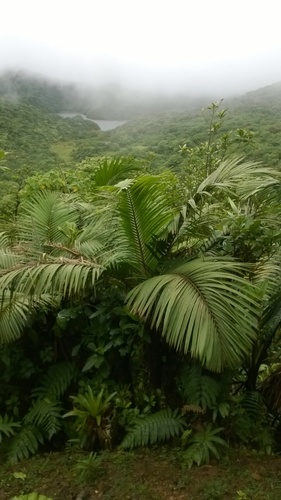 Prestoea