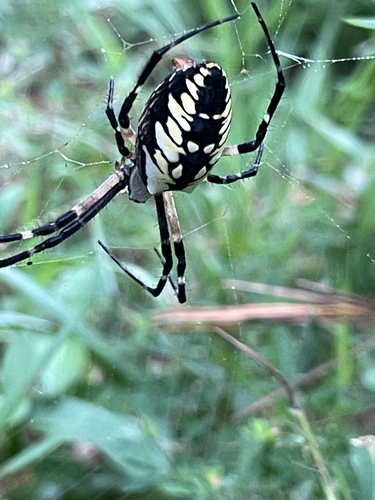 Yellow Garden Spider