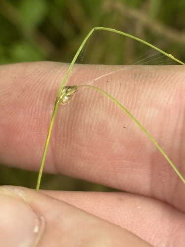 Carex trisperma observed 2026-09-09