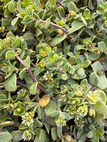 Sea Sandwort