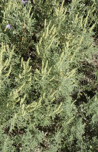 Slimleaf Bursage