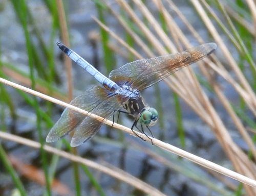 Blue Dasher
