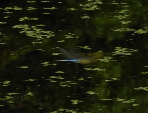Common Green Darner