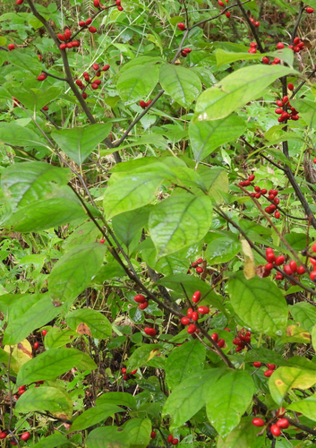 northern spicebush