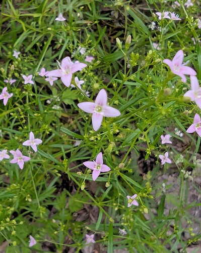 Diamond-Flowers
