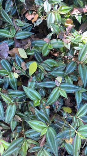 zebra plant