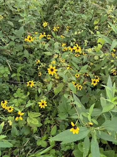 brown-eyed Susan