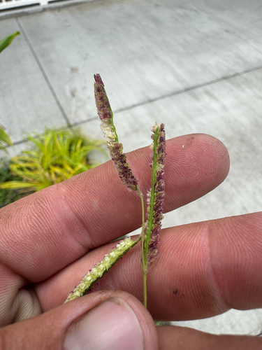 Paspalum fimbriatum observed 2026-09-09