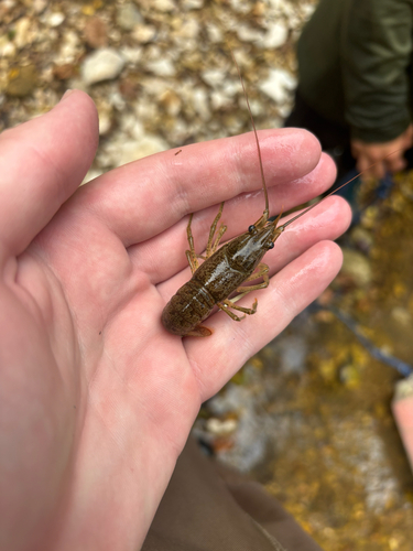 Virile Crayfish