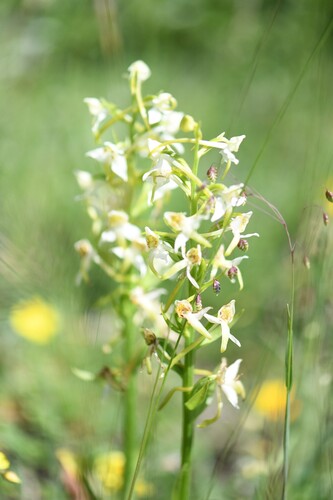 Platanthera chlorantha, photograph 2