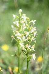 author not stated, no rights reserved Platanthera chlorantha, photograph author not stated, no rights reserved
