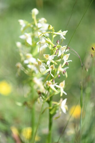 Platanthera chlorantha