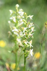 Platanthera chlorantha