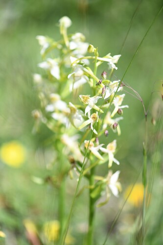 Platanthera chlorantha, photograph 3