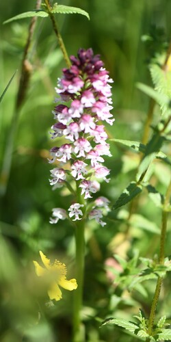 Neotinea ustulata, photograph 1