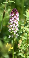 Neotinea ustulata