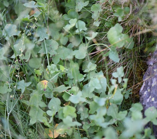 Rumex scutatus, photograph 3