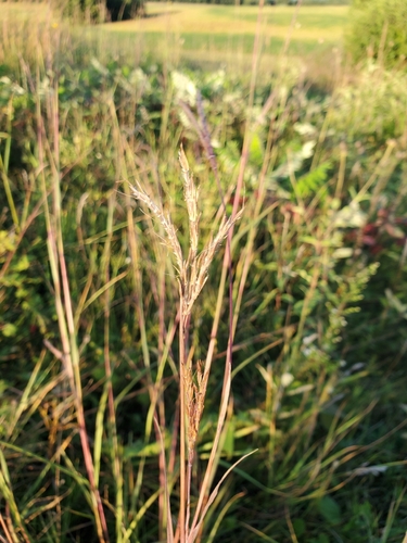 big bluestem
