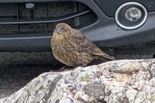 Brown-headed Cowbird