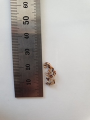 Stephanorhynchus curvipes