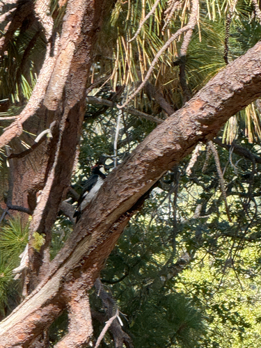 iNaturalist observation photo of Acorn Woodpecker