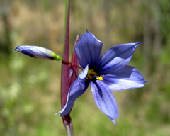 Sisyrinchium mucronatum