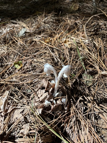 Ghost Pipe