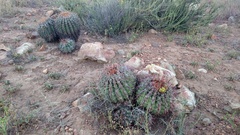 Ferocactus viridescens