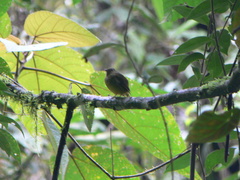 Pipridae