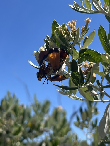Lycus fernandezi