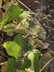 Samolus ebracteatus, photograph author not stated, no rights reserved