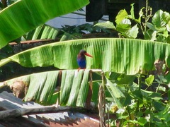 Halcyon cyanoventris