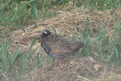 Francolinus francolinus