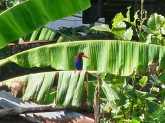 Halcyon cyanoventris