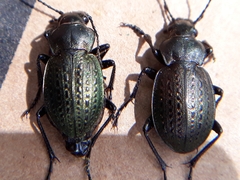 Calosoma cancellatum