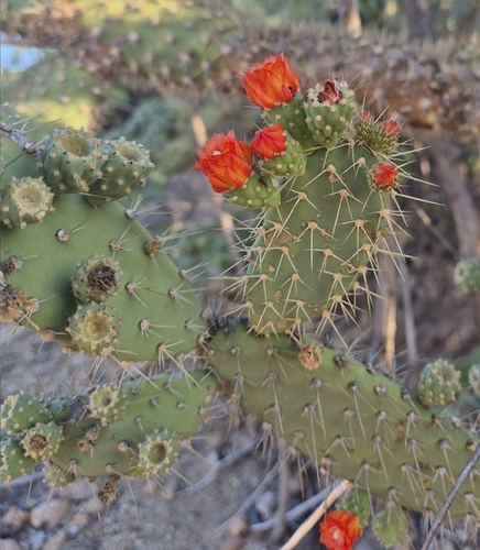 Tacinga palmadora