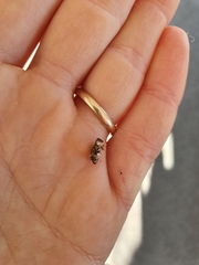 Stephanorhynchus curvipes