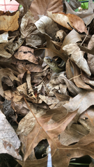 Thamnophis sirtalis